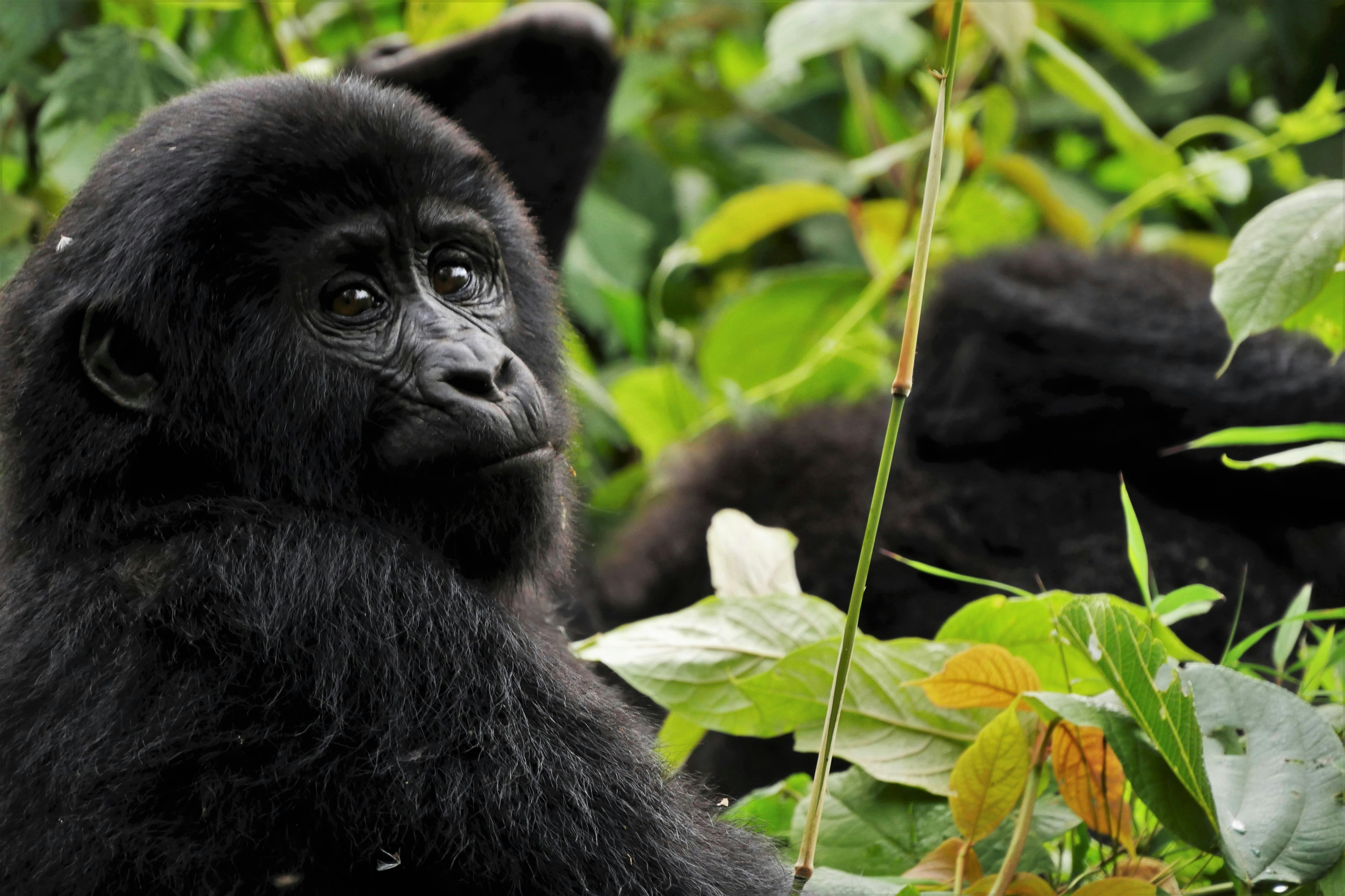 Uganda & Rwanda